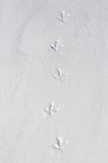 Rock ptarmigan
