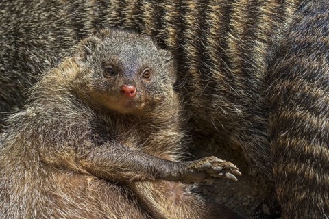 Surprised banded mongoose