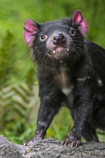 Tasmanian devil