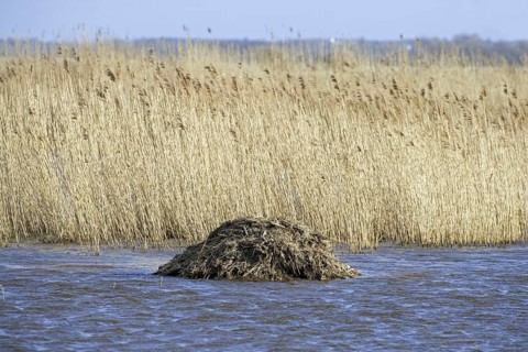 Muskrat