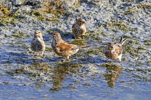 Flock of young common linnet