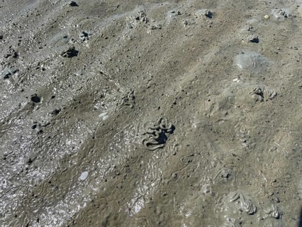 Mud
