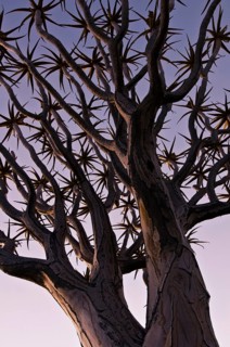 Quiver tree
