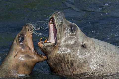 Steller sea lion