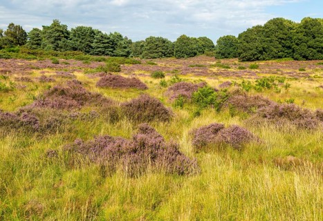 Common heather or ling