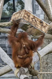 Sumatran orangutan