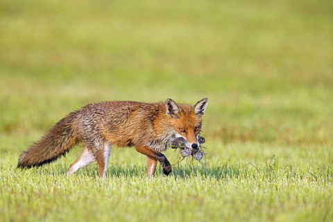 Red fox