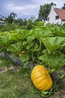 Cultivated pumpkin