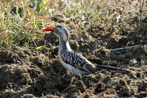 Red-billed hornbill