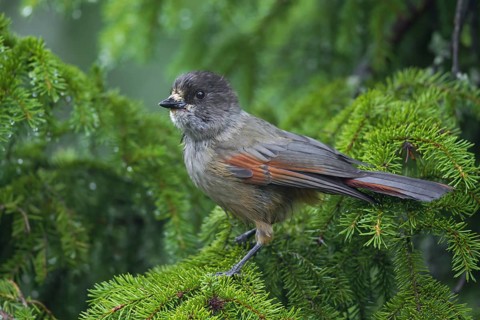 Siberian Jay