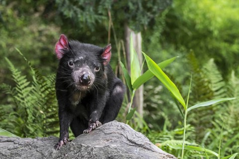 Tasmanian devil