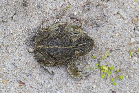 Natterjack toad