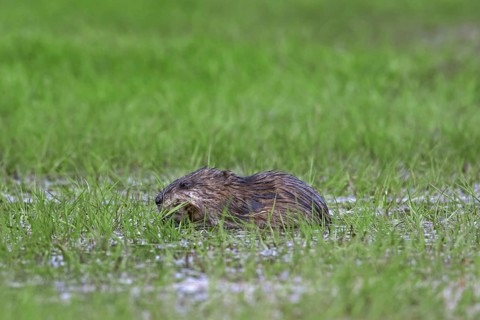 Muskrat
