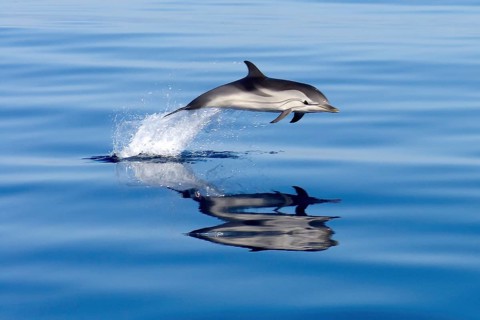 Pacific Dolphin Spinner Dolphin