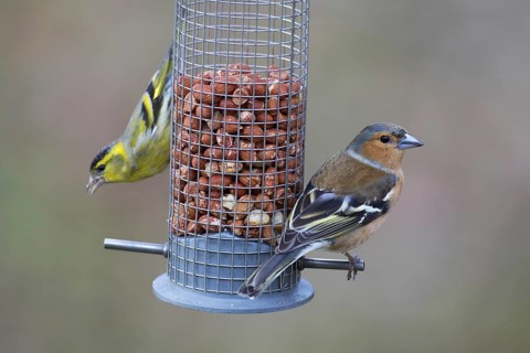 European siskin