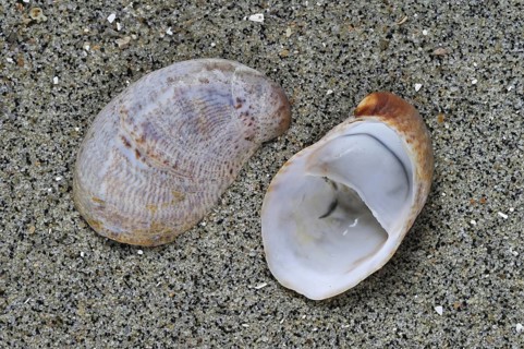American slipper limpets