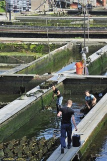 Oyster pits at Yerseke along the Oosterschelde