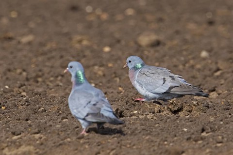 Two stock doves