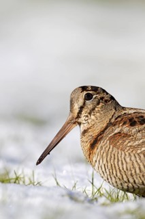 Eurasian woodcock