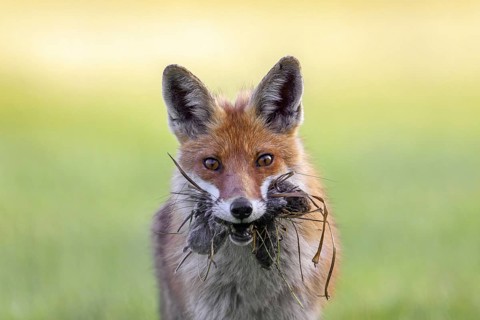 Red fox