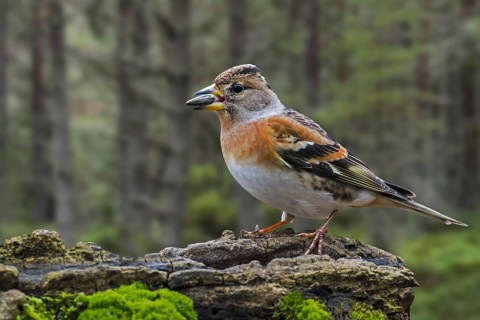 Brambling