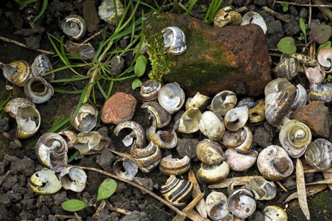Anvil stone and broken shells of grove snails