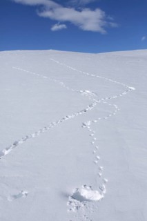 Rock ptarmigan