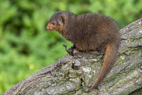 Common dwarf mongoose
