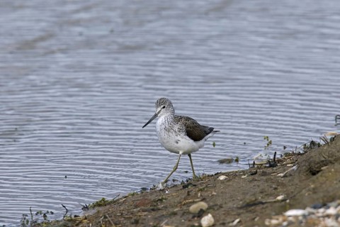 Common Greenshank