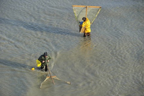 Shrimpers fishing for shrimps with shrimping net along the beach at Le Treport