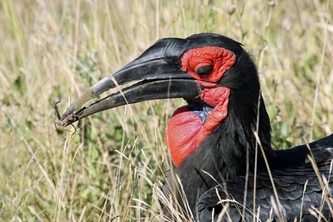 Southern Ground Hornbill
