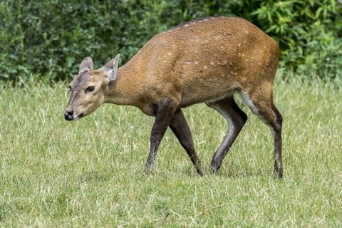 Indian hog deer