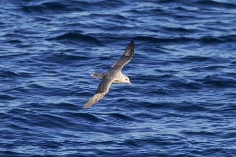 Northern fulmar