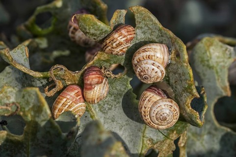 Colony of invasive white garden snails