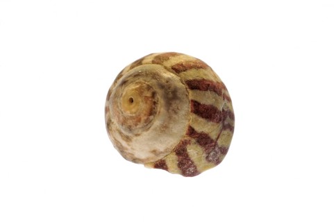 Flat top shell
