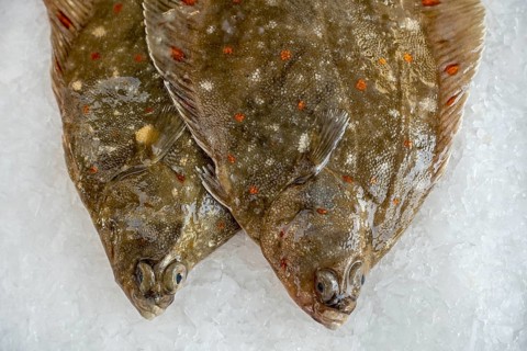 European plaice