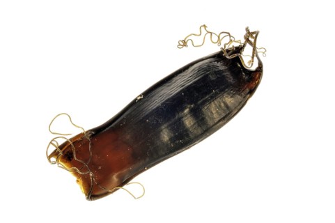 Egg case