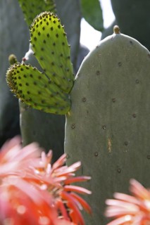 Prickley Pear Cactus