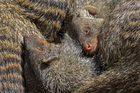Snuggling banded mongooses