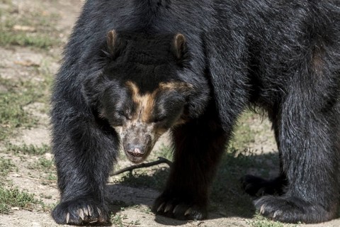 Spectacled bear