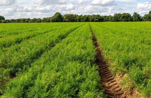Field of carrots growing in field Shottisham