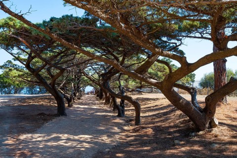 Umbrella-shaped pine trees