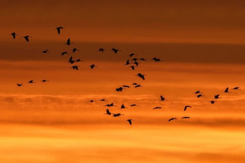 Migrating flock of common cranes