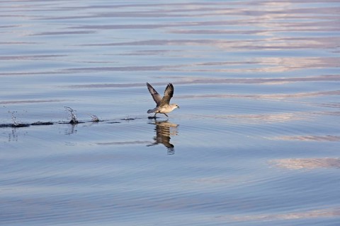 Northern fulmar