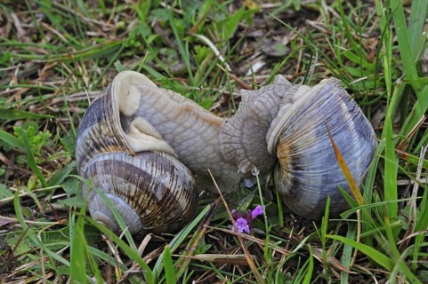 Edible snails