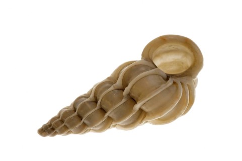 Common wentletrap