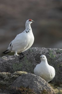 Rock ptarmigan