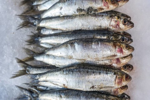 Fresh sardines on ice on display in fish shop
