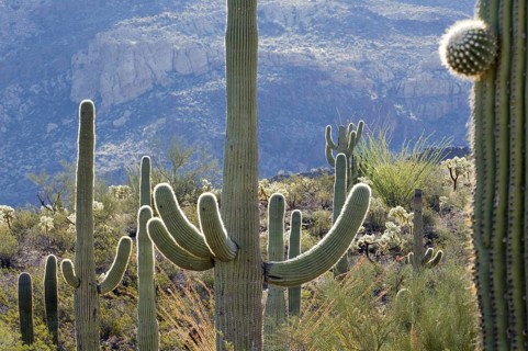 Saguaro