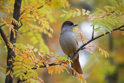 Siberian jay